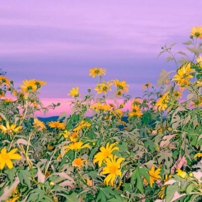 三张牌下载金花免费