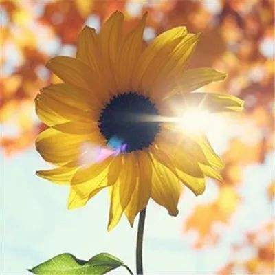 半岛官方登录地址